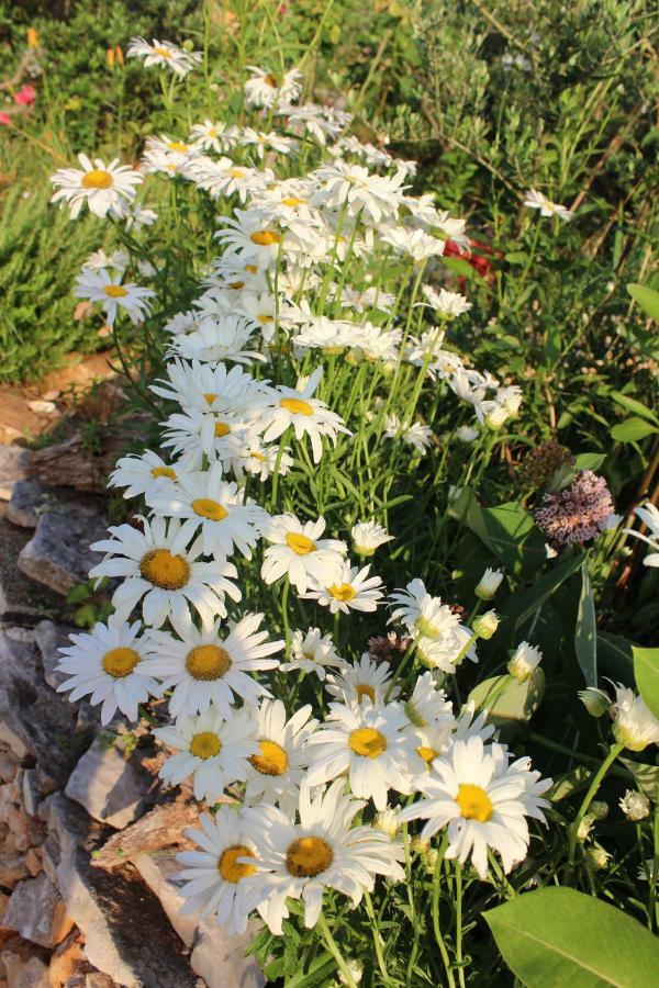 Vila Mary'S Garden Tulisevica Exteriér fotografie